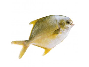 金鲳鱼 (1.5-1.8POUND)(未处理前重量)