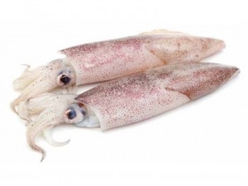 冷冻鱿鱼 (1磅) 冷冻鱿鱼 (1磅)