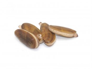 加拿大刀蚬 (0.9磅-1磅)